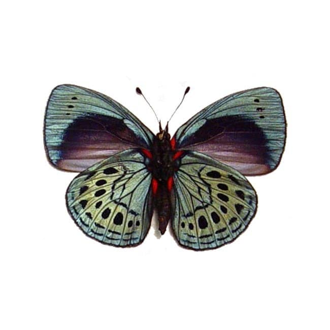 Dad's & Grad's Gift Real Butterfly Gifts by REALBUTTERFLYGIFTS