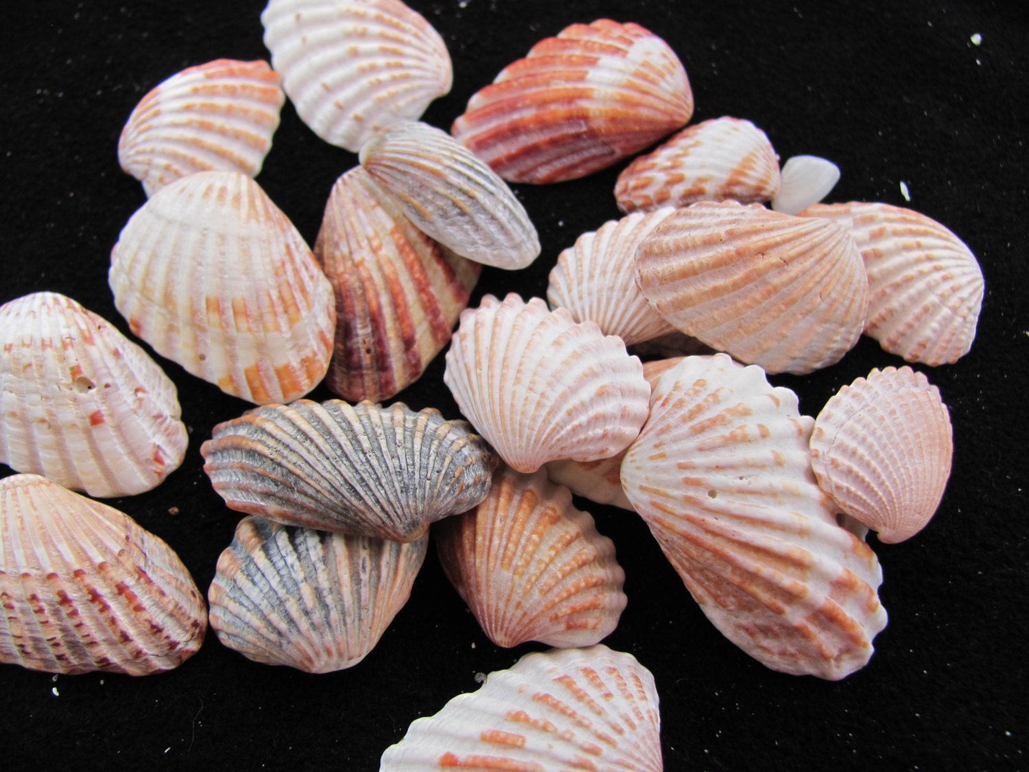 Lot of 21 Broad Ribbed Cardita Sea Shells From The Shores Of