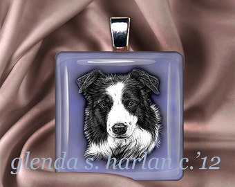 Carson The Chow, Akita, Husky, Border Collie Mix - View #11