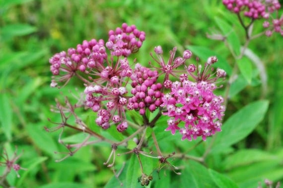Items similar to Pink Floral Cluster Wildflowers of West Virginia ...