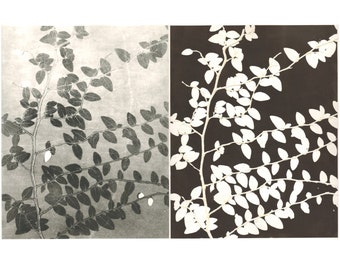 pair of monoprints, ivy, botanical print, black & white