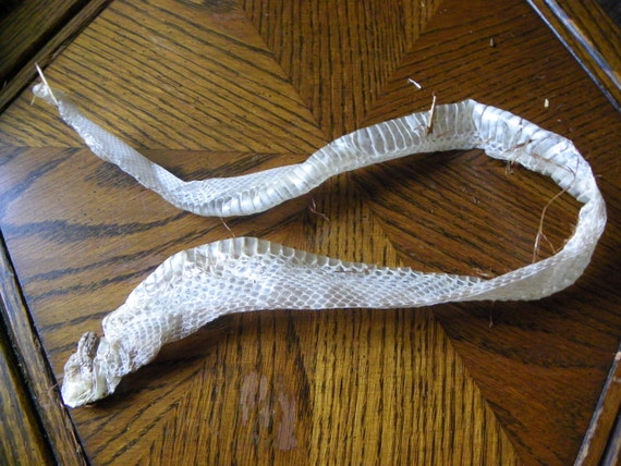 items similar to a1 22 1/2 albino rattler rattlesnake skin