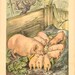 VINTAGE CHILDRENS BOOK Page 1946 "The Pig Sty"