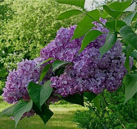 5 French Lilac Tree Seeds-1146