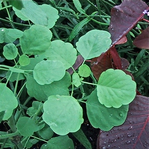 Papalo Porophyllum ruderale medicinal herb SEEDS
