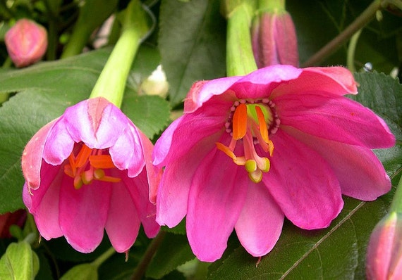 Passiflora mollissima Banana Passion Fruit 10 seeds by SmartSeeds