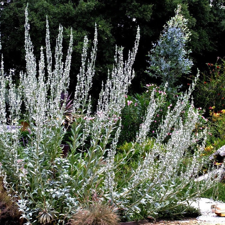 Salvia apiana Sacred White Sage 25 Seeds smudge by SmartSeeds
