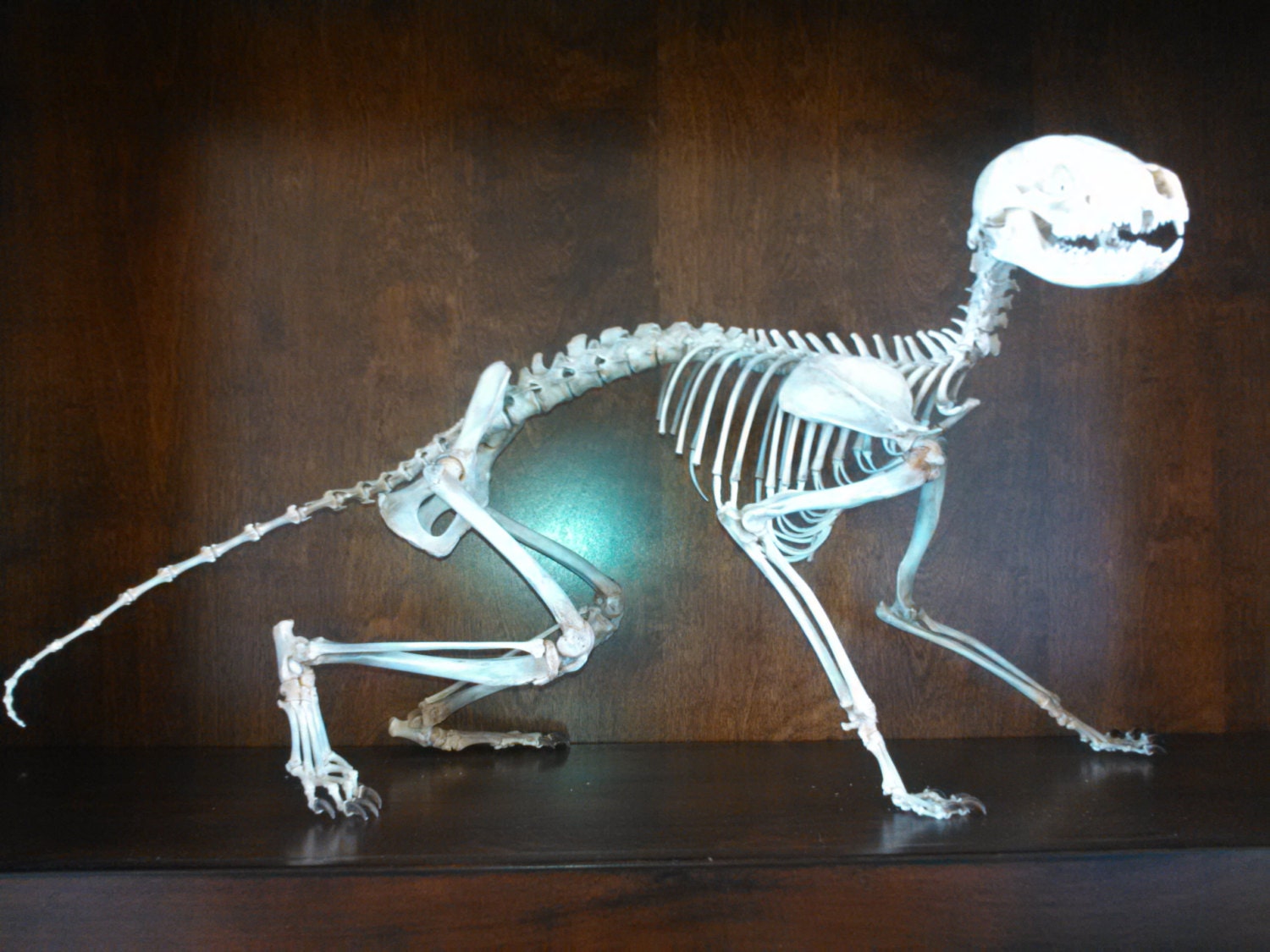 Animal Skeletons Animal Bones Animal Study