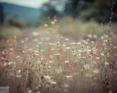 SALE! Nature photography, flowers, wild flowers, muted colors, daisies, soft, blurred, dreamy, country, rural, landscape, fine art, Flurries - LightReadingPhotos