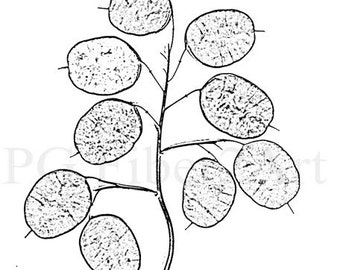 Thermofax Screen Money Plant