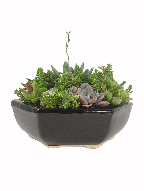 Succulent Mix in a Hexagonal Black Ceramic Pot Centerpiece