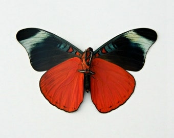 Butterfly, Real Dried Butterfly Specimen, Décor or Terrarium Accent, Photography Prop, Panacea Prola