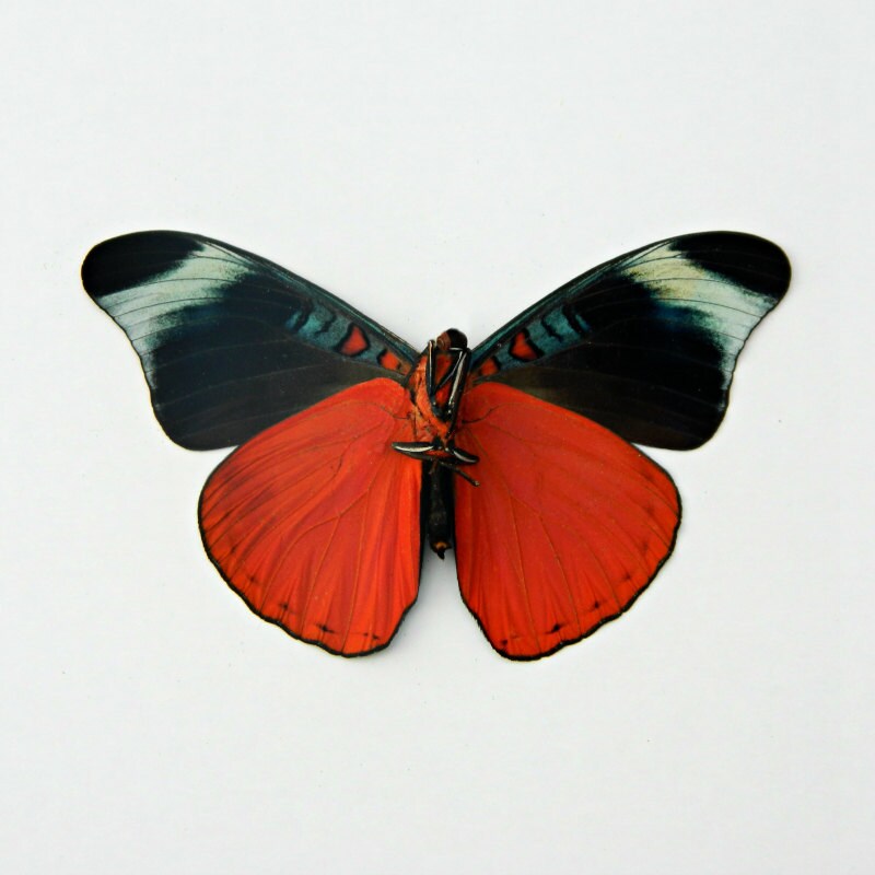 Butterfly Real Dried Butterfly Specimen Décor or Terrarium