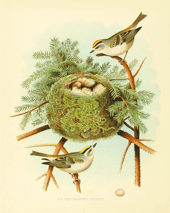 Bird nest art antique bird art print vintage by AntiqueWallArt