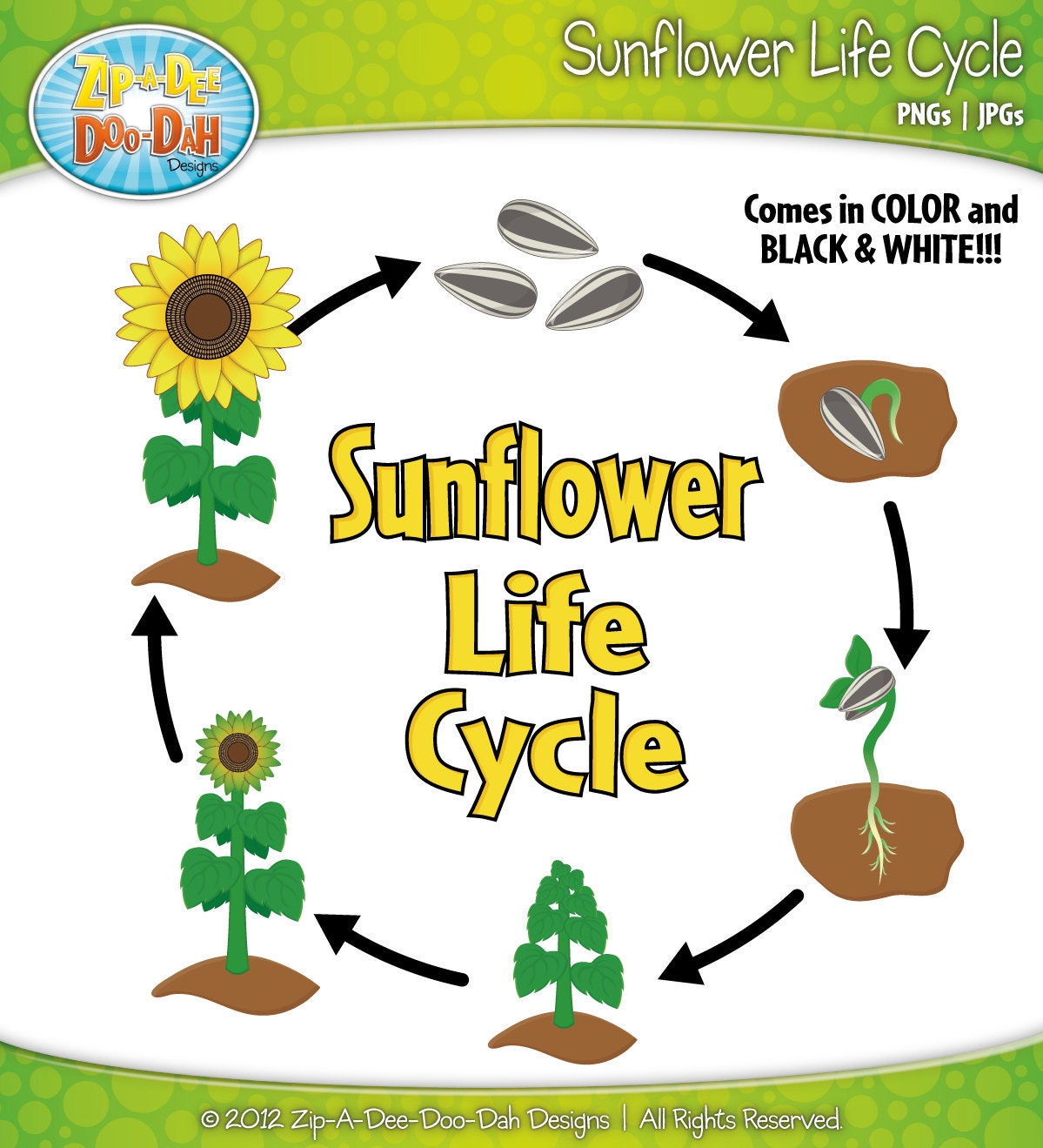 Sunflower Life Cycle Clipart Set Includes by ZipADeeDooDahDesign