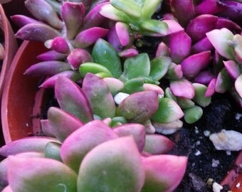 Succulent Plant Anacampseros AKA Sunrise, these are just a beautiful plant.