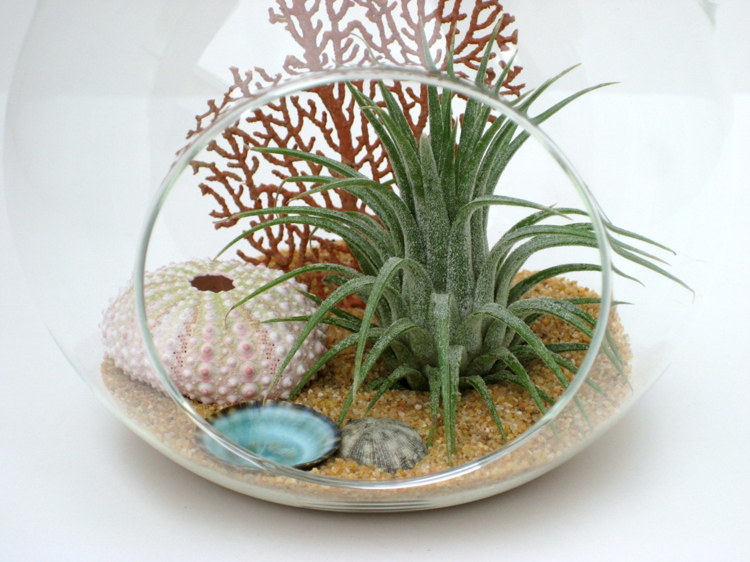 Hanging Terrarium Kit REEF Air Plant in Glass Globe