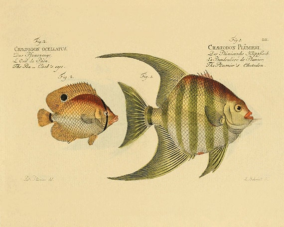 Antique Fish art print Vintage sea art print old prints