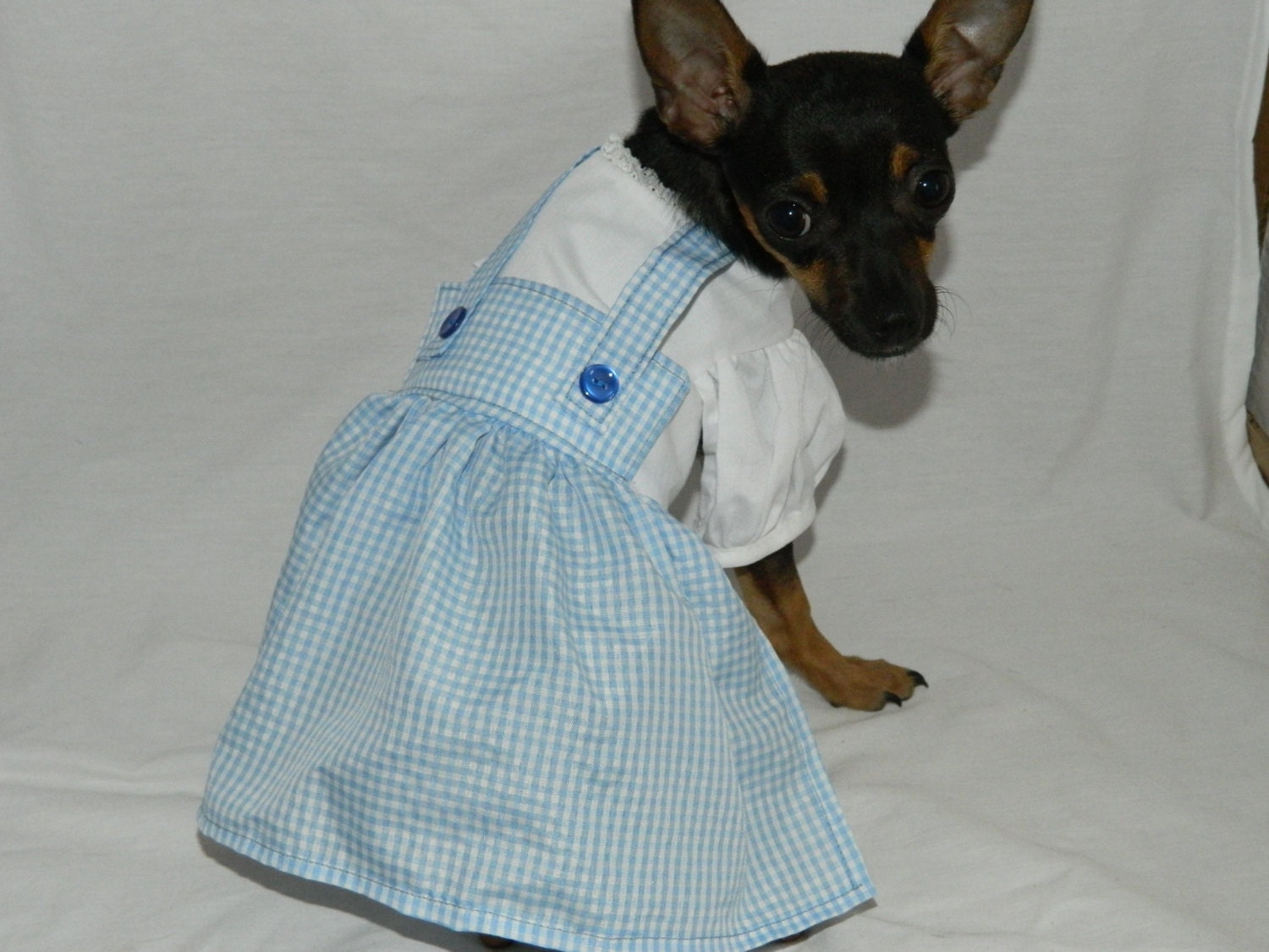 Xxs Dog Halloween Costumes
 Dorothy Wizard of Oz dog costume XXS M by eDogGoneCuteShop