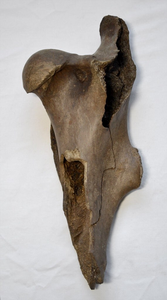 Fossilized femurs crashlands где взять