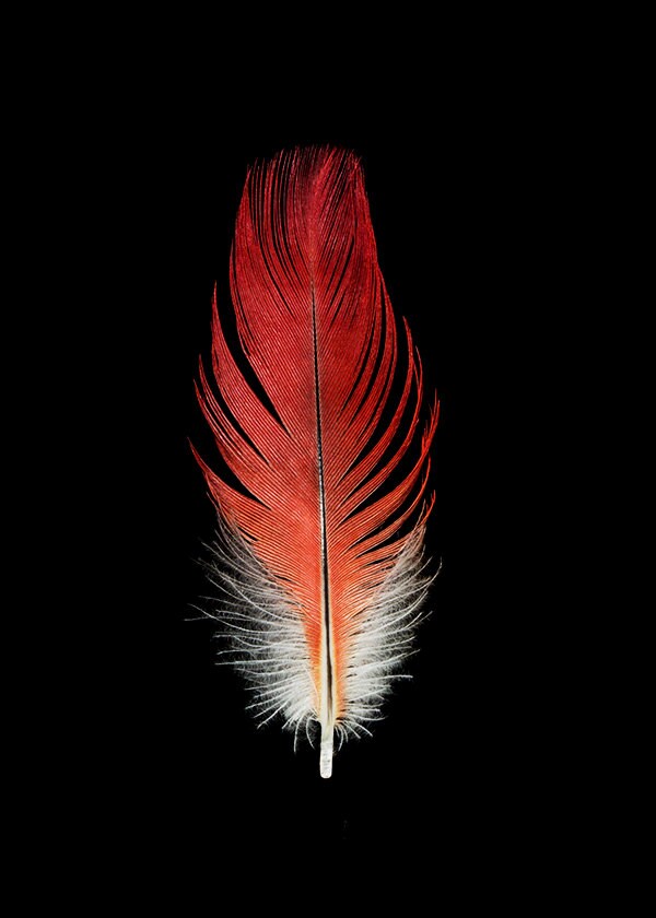 Parrot Feather Bird Fine Art Photograph Nature