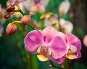 Orchid photography. Pink orchid photo. Fine art image of pink orchid. Photo on canvas.