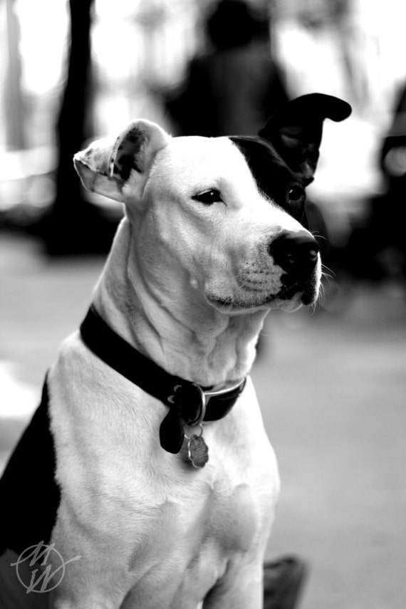 Items similar to Dog Photos, Pitbull, Black and White, Pets, Child's Room Decor, Nature