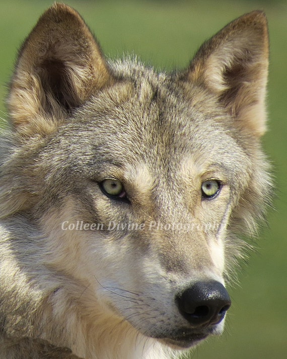 Piercing eyes of the Wolf