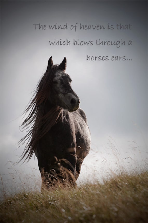 Horse Words And Phrases