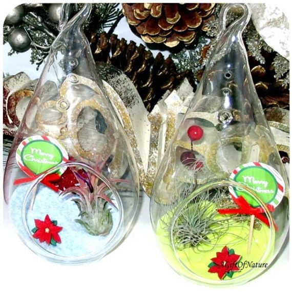 Christmas Teardrop Orb Terrarium Kits Tillandsia Air Plant Glass Ornament ~ Poinsettia ~ Holiday Decor ~ Winter Decor ~ Gift ~ Best Friends Il_570xn