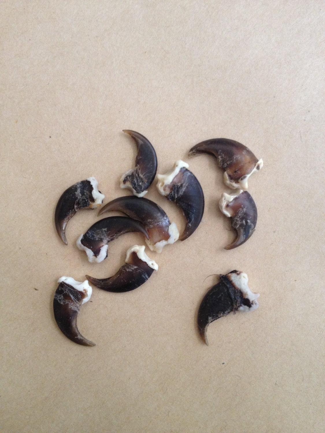 10 Real Raccoon Claws