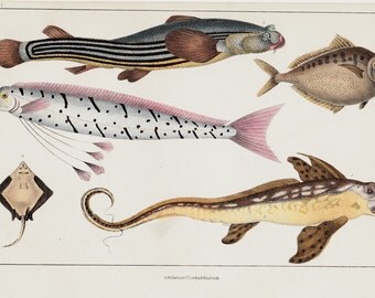 1840 Antique FISH print, hand colored  engraving, very rare and ugly  fishes, Ray, rabbit fish or rat fish, giant oarfish.