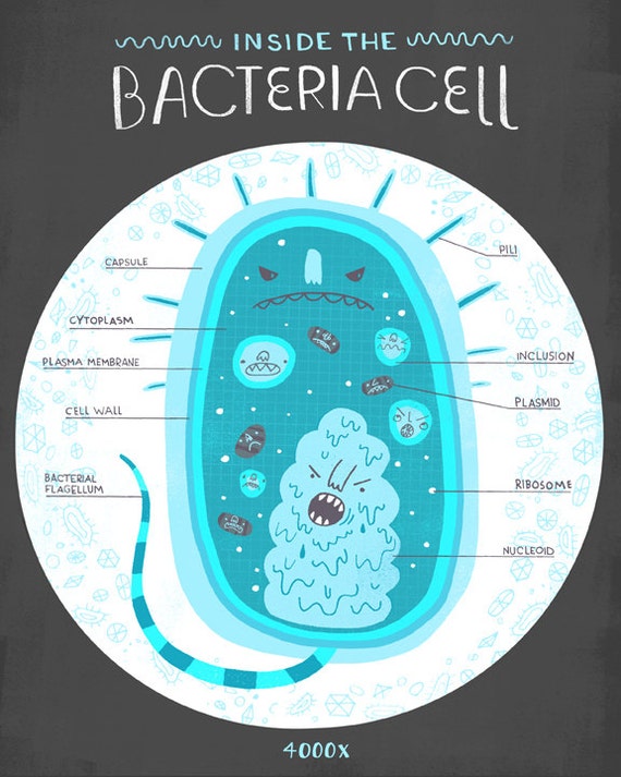 Inside The Bacteria Cell Anatomy Poster