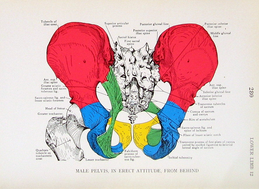 Male Pelvis Human Anatomy 2 Pages 1947 by mysunshinevintage