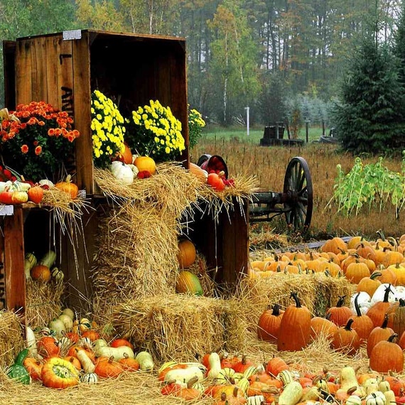 Items similar to Harvest scene 8ft x 8ft Backdrop Computer Printed ...