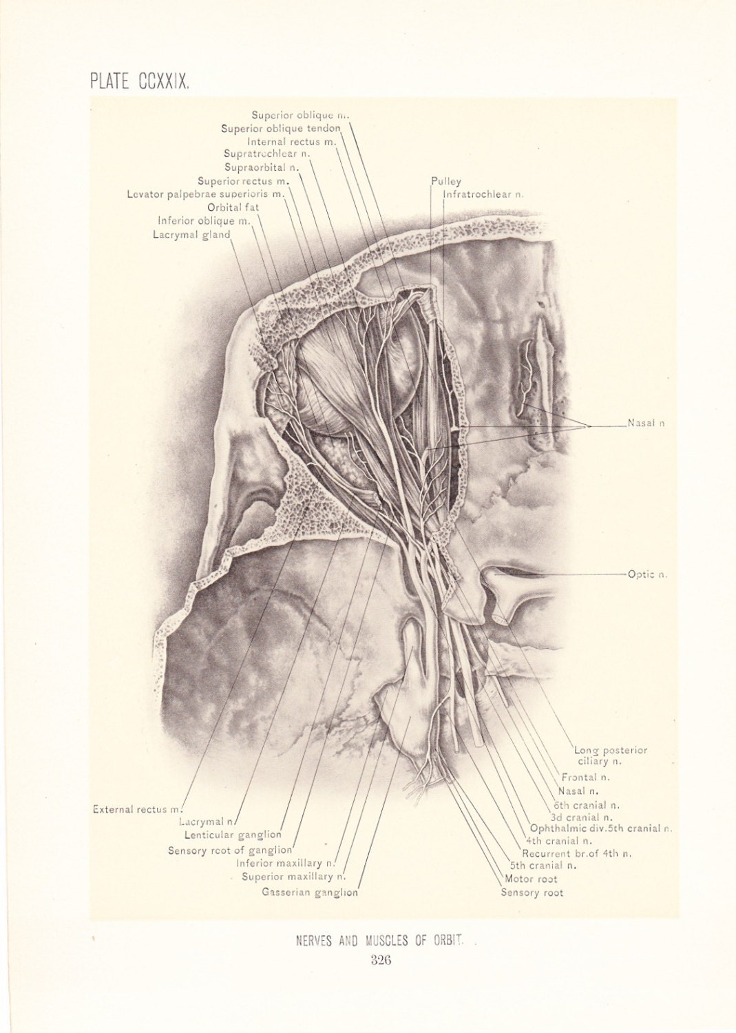 1899 Human Anatomy Print Nerves and Muscles of Orbit Eye