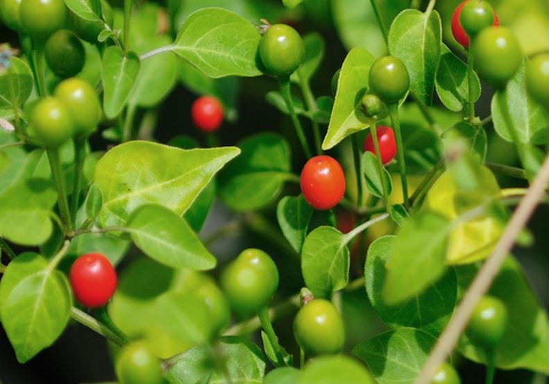 pepper garden bird pepper seeds pepper garden bird pepper seeds