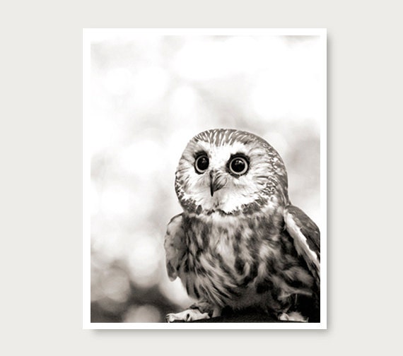  Cute  Owl photo owl print  black and white owl photography
