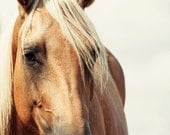 Horse Photography Horse Art