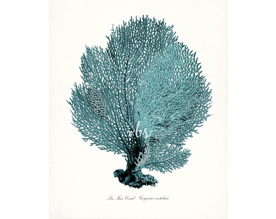 Coastal Decor Sea Fan Sea Coral Natural History Giclee Art