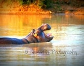 Hippo photography, hippopotamus, African art, nature photography, laughing, Nomadah Photography, 12 x 18, safari