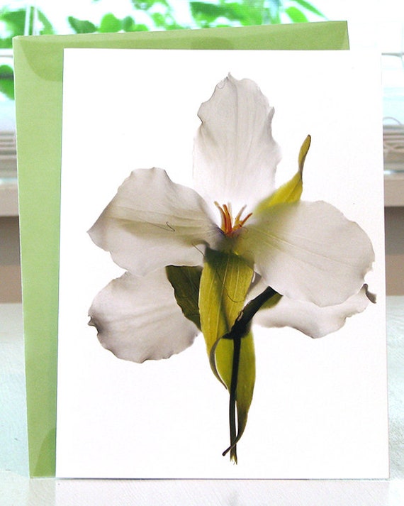 Note Card Todd's Trillium Dance Digital Original Print free Shipping in Us