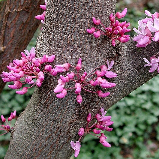 Cercis canadensis Eastern Redbud 25 seeds cold hardy zones