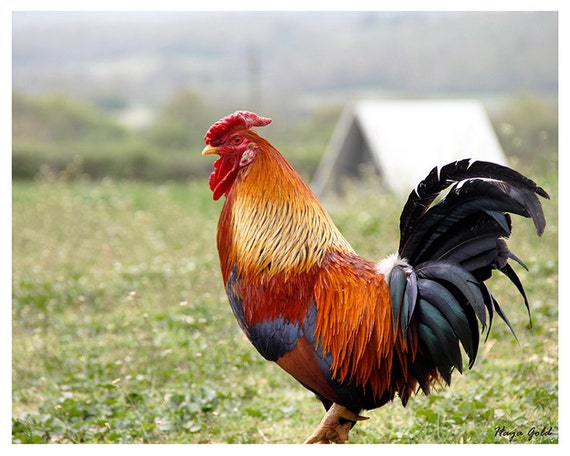 Colorful rooster photography fine art photography by hayagold