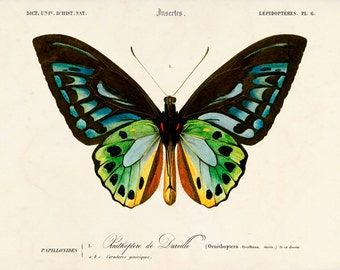 Butterfly Art Print, Beautiful Butterfly Poster, Butterfly Wall Art, Nature Print, Gift for Her, Green Birdwing Butterfly Wall Art