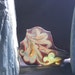 Stained Glass Fragment of an English Church dating from the 1800's in Gothic Revival