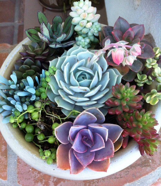 Succulent Plant. DIY Complete Dish Garden Kit with white