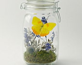 Butterfly Terrarium Kit, Unique Spring Decor, Yellow & Purple, DIYer, Kits and Tutorials, Crafts, Nature, Outdoors, Gift for Her, Unique