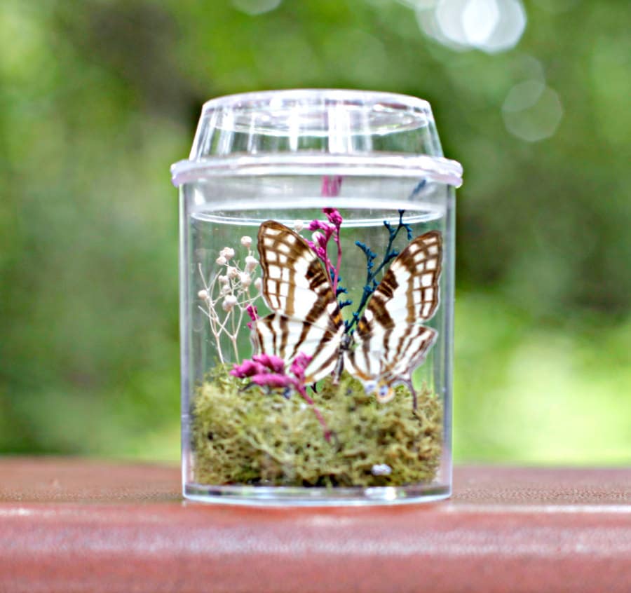 Butterfly Terrarium Kit for Kids Eco by TheAmateurNaturalist