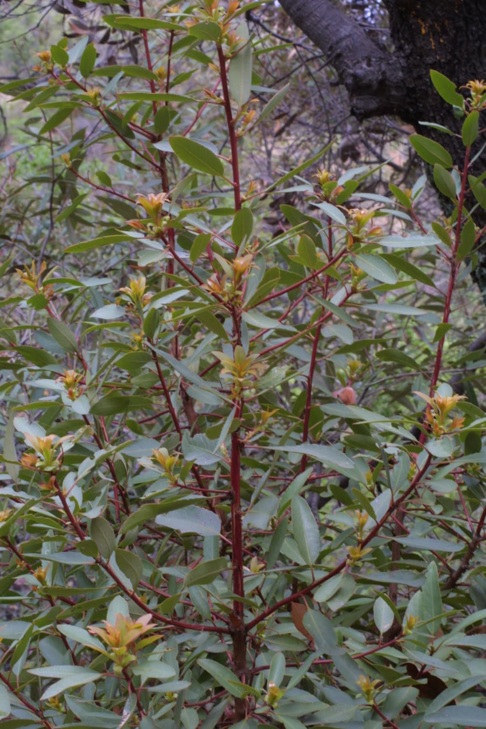 Dwarf Madrone Compacta Arbutus unedo Strawberry Tree Evergreen